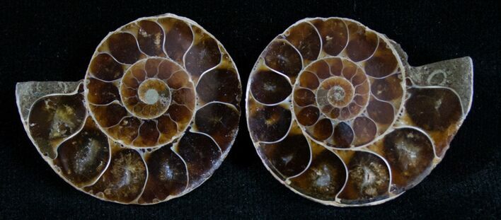 Small Desmoceras Ammonite Pair #7539